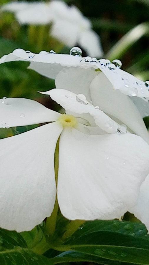 Ti Coin De Paradis Frangipanier เลอ ดีอามงต์ ภายนอก รูปภาพ